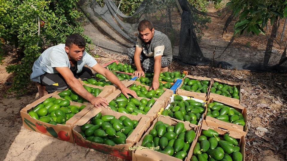suhib_ayyad's tweet photo. انتاج الافوكادو من قطاع
غزة المحاصر في فلسطين 🥑 https://t.co/9J0sSLW5x8