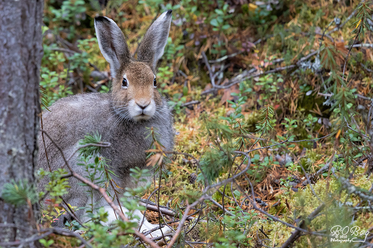 #lepustimidus #mountainhare #metsäjänis #skogshare
Lake Inari, FIN