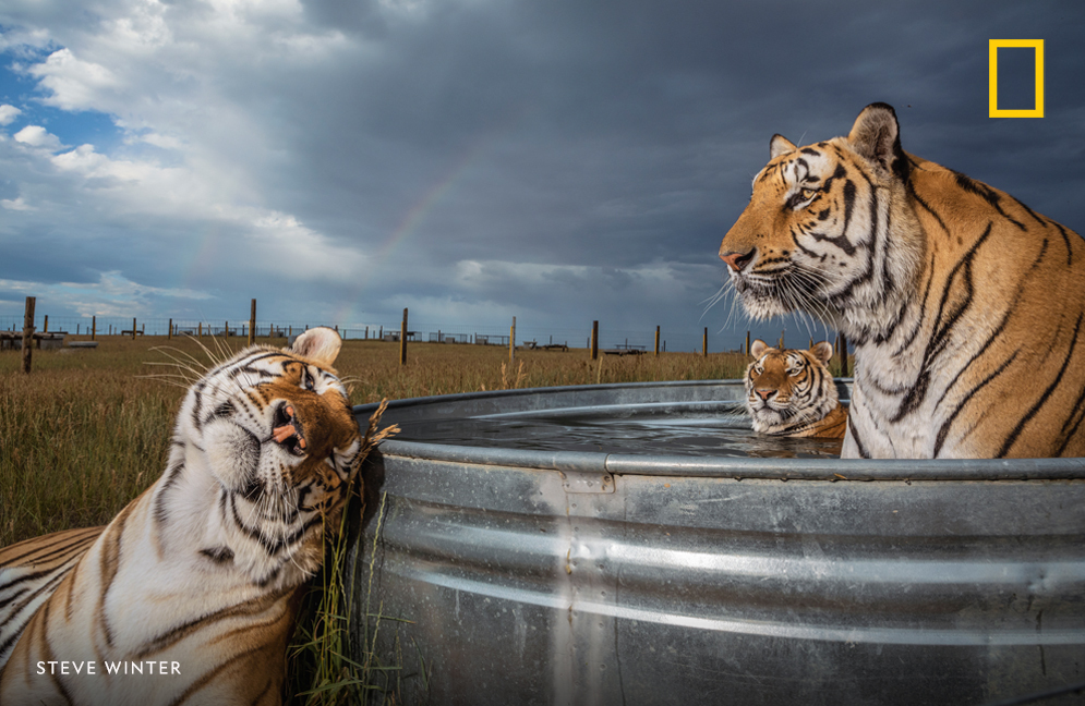 You can learn more about the big cat tourism industry in our latest episode of #OverheardNatGeo https://t.co/wuuWHkrLZw https://t.co/4Es8tdI28S https://t.co/FZPkHEkcS0