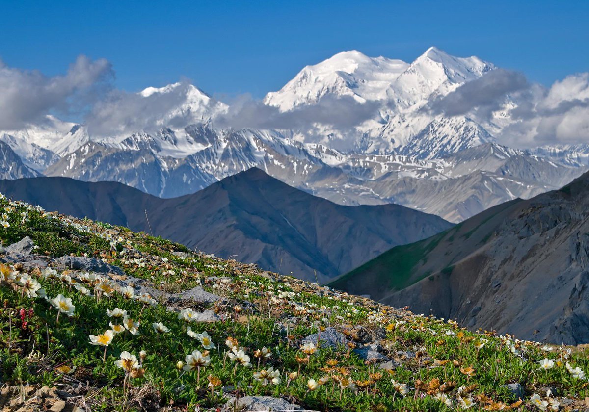 gorgeous_pix's tweet photo. A rare glimpse at Denali over a field of summer wildflowers. From u/CampsG on Reddit #summerwildflowers #rareglimpse #field #denali https://t.co/SoRUErXTsR