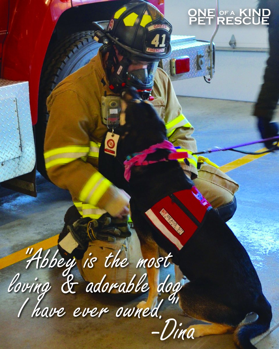 The Adoption Center has many loving and adorable dogs (and cats) looking for their forever home!  Come on in to meet with an Adoption Counselor and find the best fit for your family! Open daily 11 am - 8 pm.  #adoptdontshop #savehealadopt