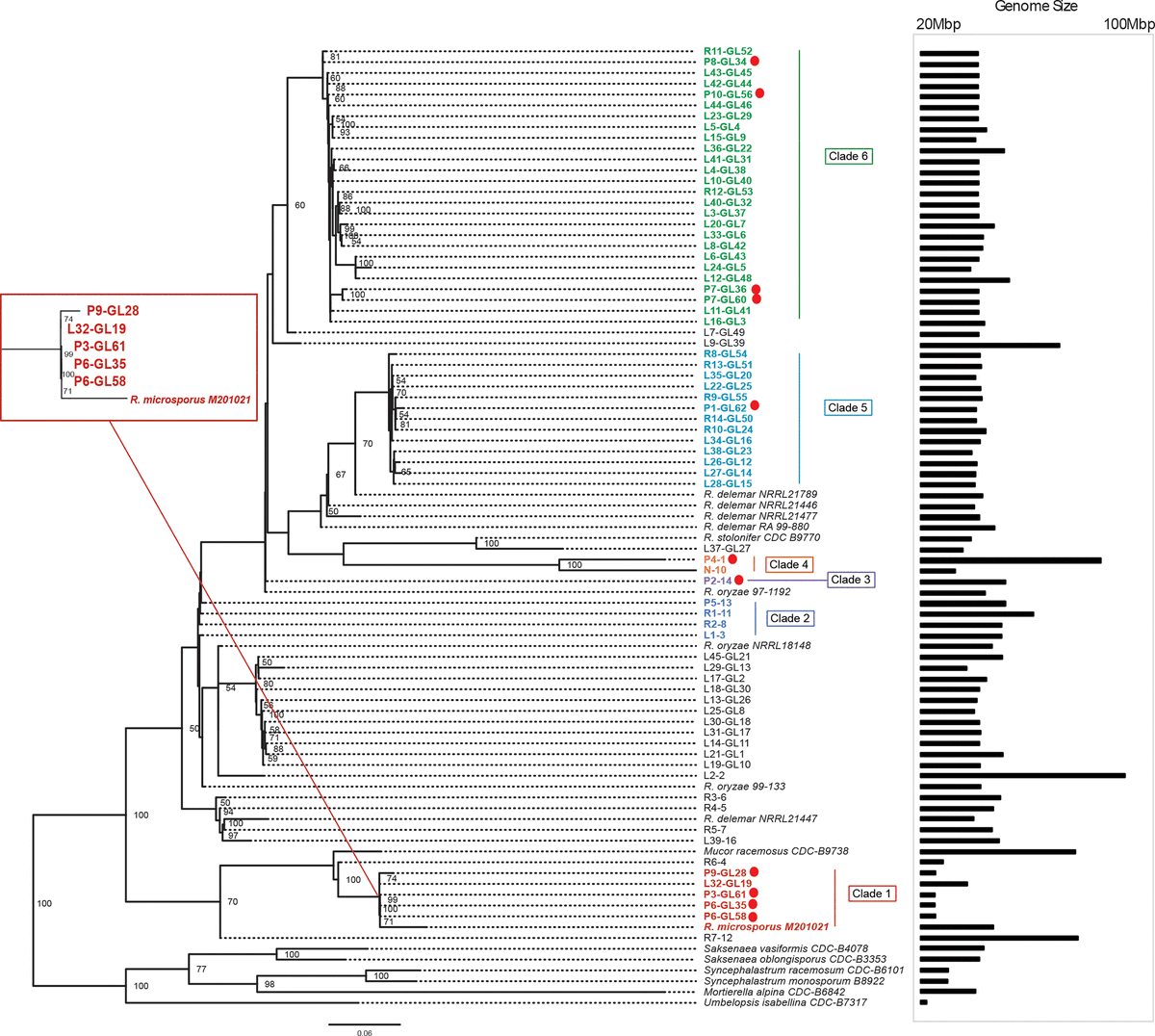 R. microsporus strain most closely related to pt stains, but distinct by GC%, genome size. Same phylogenetic clade (clade #1, red box, P3,6: SOT pts, L32: linen, P9: control pt) also had more distant regional strain. R corymbifera (clade 4) & R delemar (clade 5) from other SOT /4