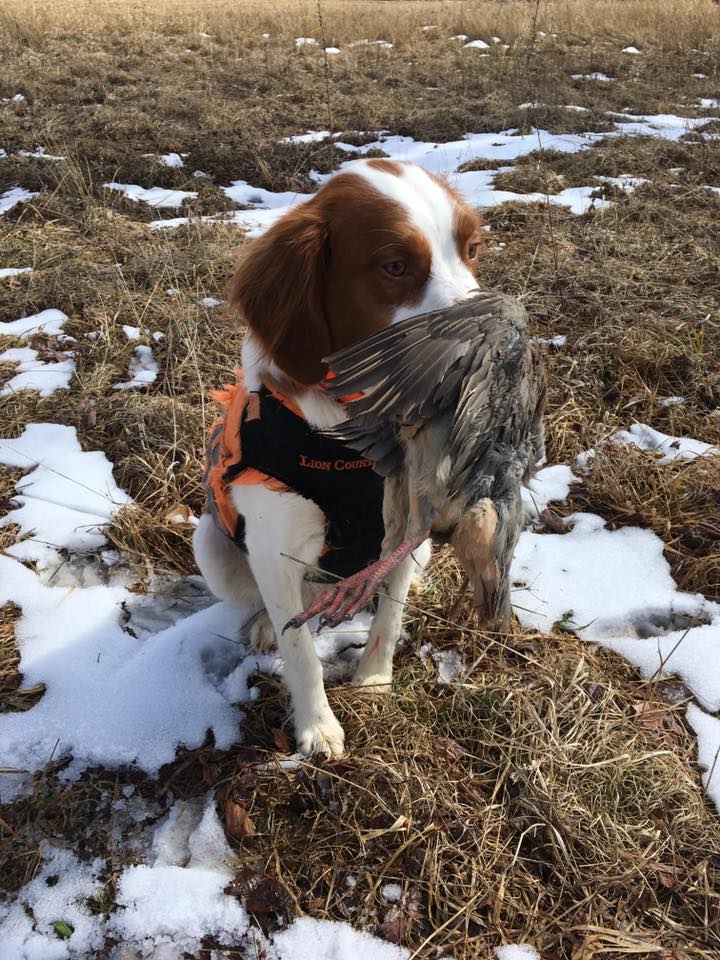 #TBT to Megan, always waiting for the next bird. #happydogs #dogsrule #MansBestFriend #birddog #livingthedream #huntingcompanion

Photo courtesy of Jared Shaffer