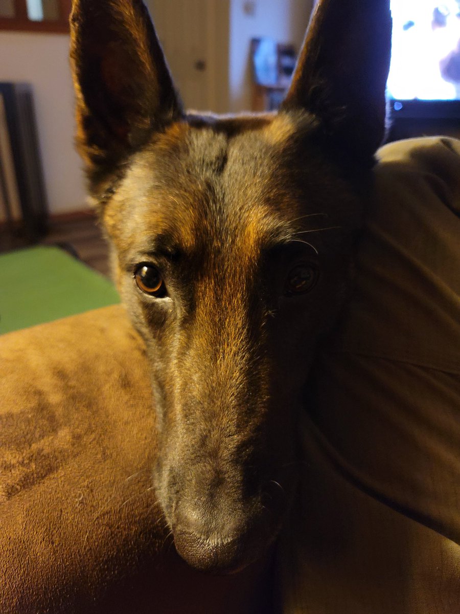 Ever try to watch TV and feel like someone is watching you? #malinois #petme #K9