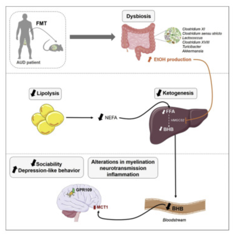 GMFHx's tweet photo. An altered gut barrier function has been involved in conditions beyond the gut. Researchers have found that, in people with alcohol use disorder, the gut microbiota can induce changes in liver metabolism, leading to altered social behaviors &amp; depression https://t.co/FoAX07EMgy https://t.co/AWcx4aokho