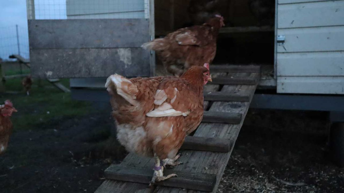 Goodnight Smudge!
#happyhens #exbatts #exbatteryhens
