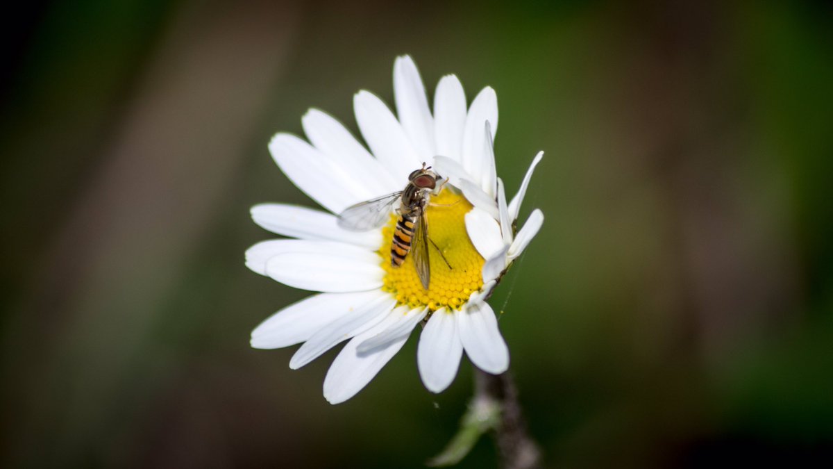 #bug #macro #nature #insect #beetle #insects #bugs #aircooled #fusca #volkswagen #macrophotography #photography #naturephotography #insectsofinstagram #vocho #wildlife #vwbeetle #entomology #vwbug #insectphotography #vwfusca #animals #world #escarabajo #vosvos #bhfyp