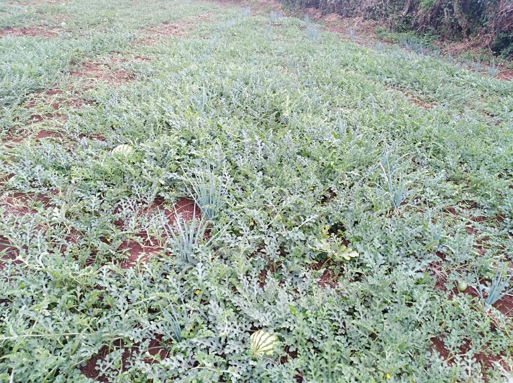 Amos_Moruri's tweet photo. ...scouting my #garden for timely, informed decision before the next routine spray (Fungicide+Insectcide). Basic check: CROP HEALTH AND GROWTH STAGE. https://t.co/h00lsxLwWf