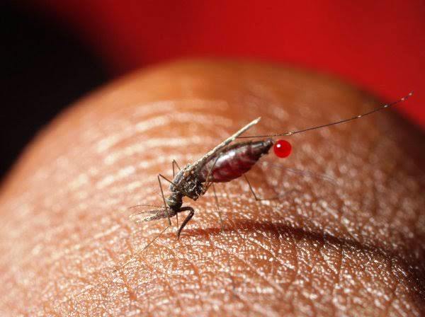 Africa’s Annual #Malaria Death Toll Reduced from 680,000 in 2000 to 384,000 in 2019 – World Malaria Report
#ChimpReportsNews #Uganda #UgandaNews #Featured #SleepUnderTheNetUg #MalariaInUganda @MinofHealthUG @DianaAtwine @MorikuJoyce #WearAMask #News
https://t.co/oJSOlNeWgT https://t.co/SqZ1sGP8uB