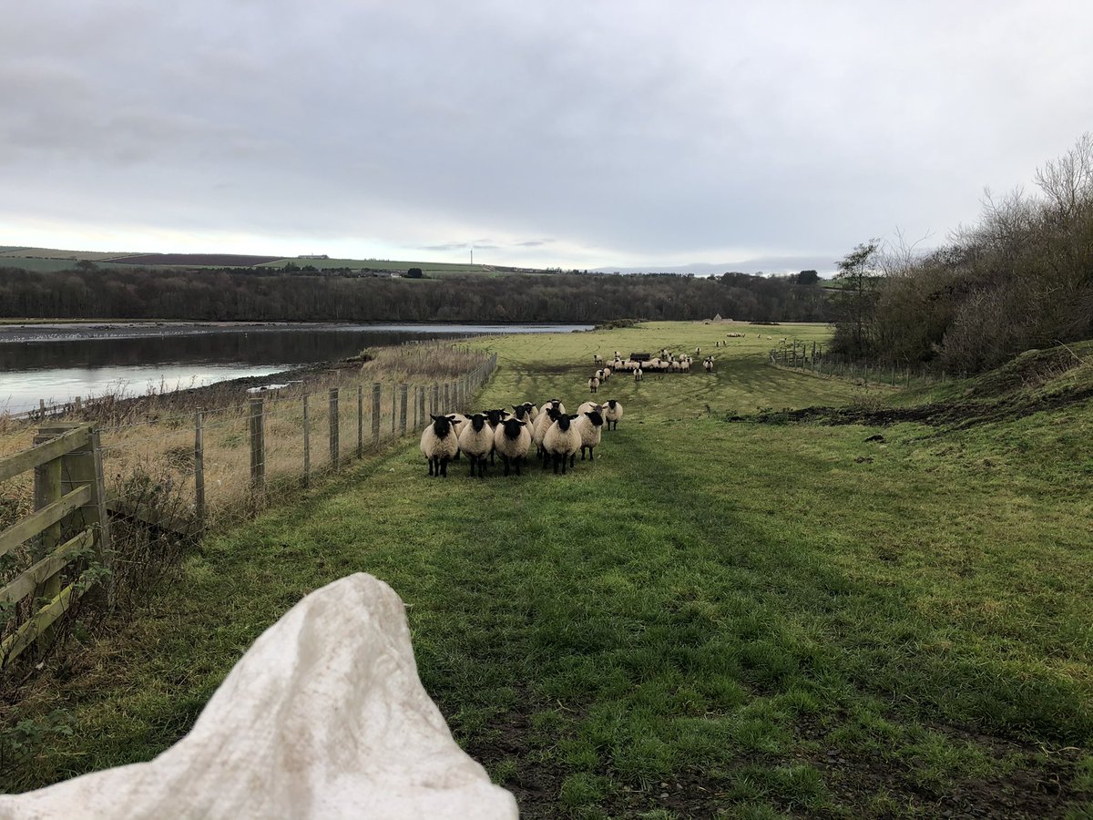 The Agricultural pied piper, training ewe lambs to the bag. Working 1100 ewes without a dog requires training.