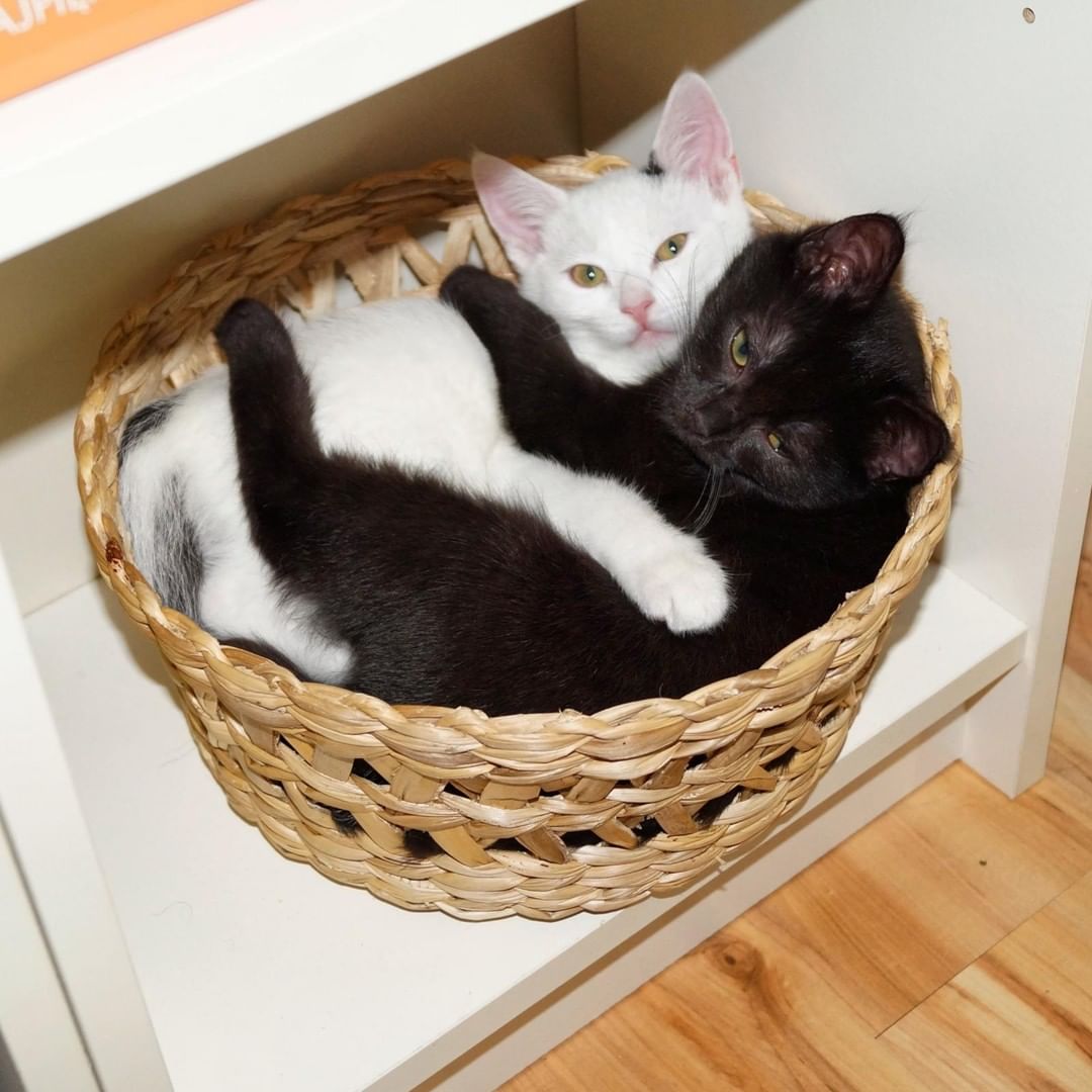 Cats will outsmart dogs every time. – John Grogan
#petsluver #cats #catsontwitter #caturday #pets https://t.co/HsrRpLiuWS