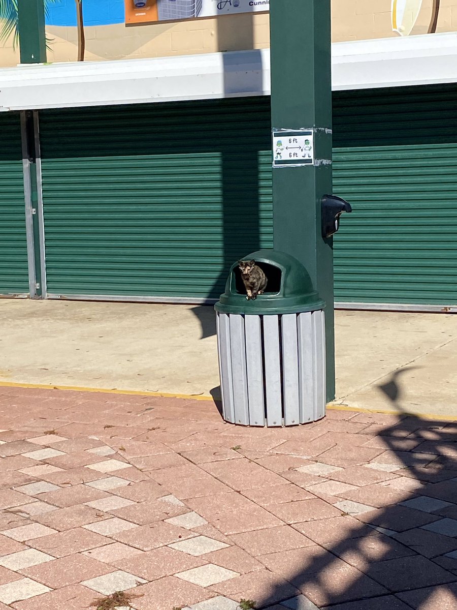 Jackie doing her best  @trashpandas impression 25/