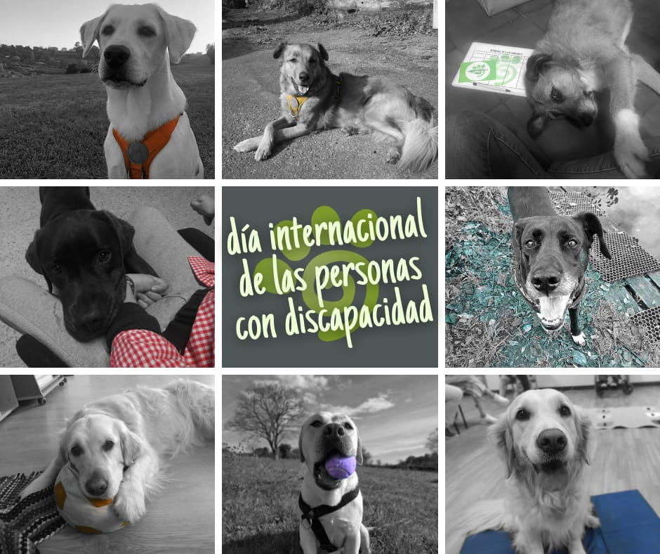 Al igual que cada 3 de diciembre, hoy se celebra el día mundial de las personas con disCAPACIDAD. 

Aún queda mucho camino por recorrer, pero estamos seguros que lo haremos juntos.

#entrecanes #disCapacidad #3D #DiaInternacionalDeLaDiscapacidad  #intervencionesasistidasconperros