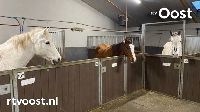 Slacht dreigt voor oude manegepaarden Dalmsholte bit.ly/3ogEuXa #rtvoost