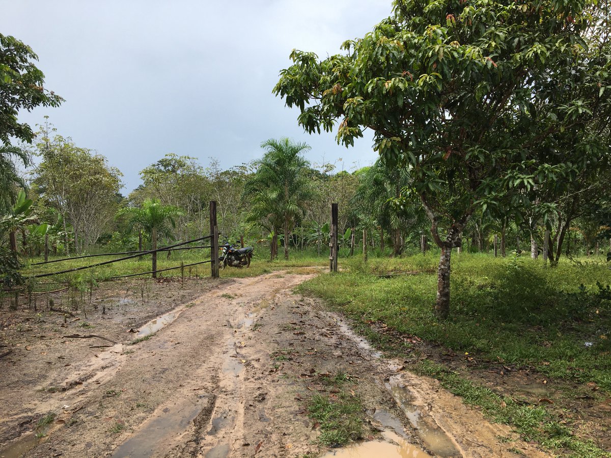 Guaviare is a historic coca stronghold w ~5k hectares today. Many joined a substitution process after the peace accord, voluntarily eradicating. Others kept cultivating – for lack of trust, inability to access the program, or bc armed group presence didn’t invite otherwise.