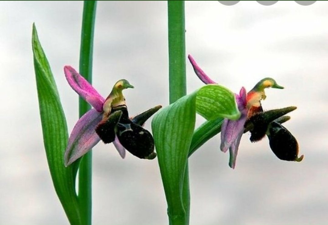 Cam 𐰚𐰀𐰢 ☮️ tweet media