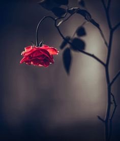 “Belki üzüm değil hüzün yetişir senin bağında 🥀

Belki çok hazin öyküler saklı senin bağrında 🥀

Ama Allah kırık kalplerde sakın unutma...🥀

#Cuma mız dertlere derman ola...