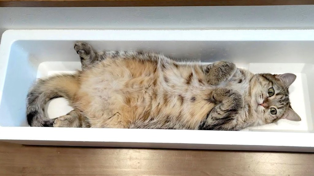 猫動画紹介専門 長細いボックスに一人悠々と寝ている猫さん T Co Rsnpcpdxvd 猫動画紹介専門 長細いボックスに一人悠々と寝ている猫さん T Co Rsnpcpdxvd
