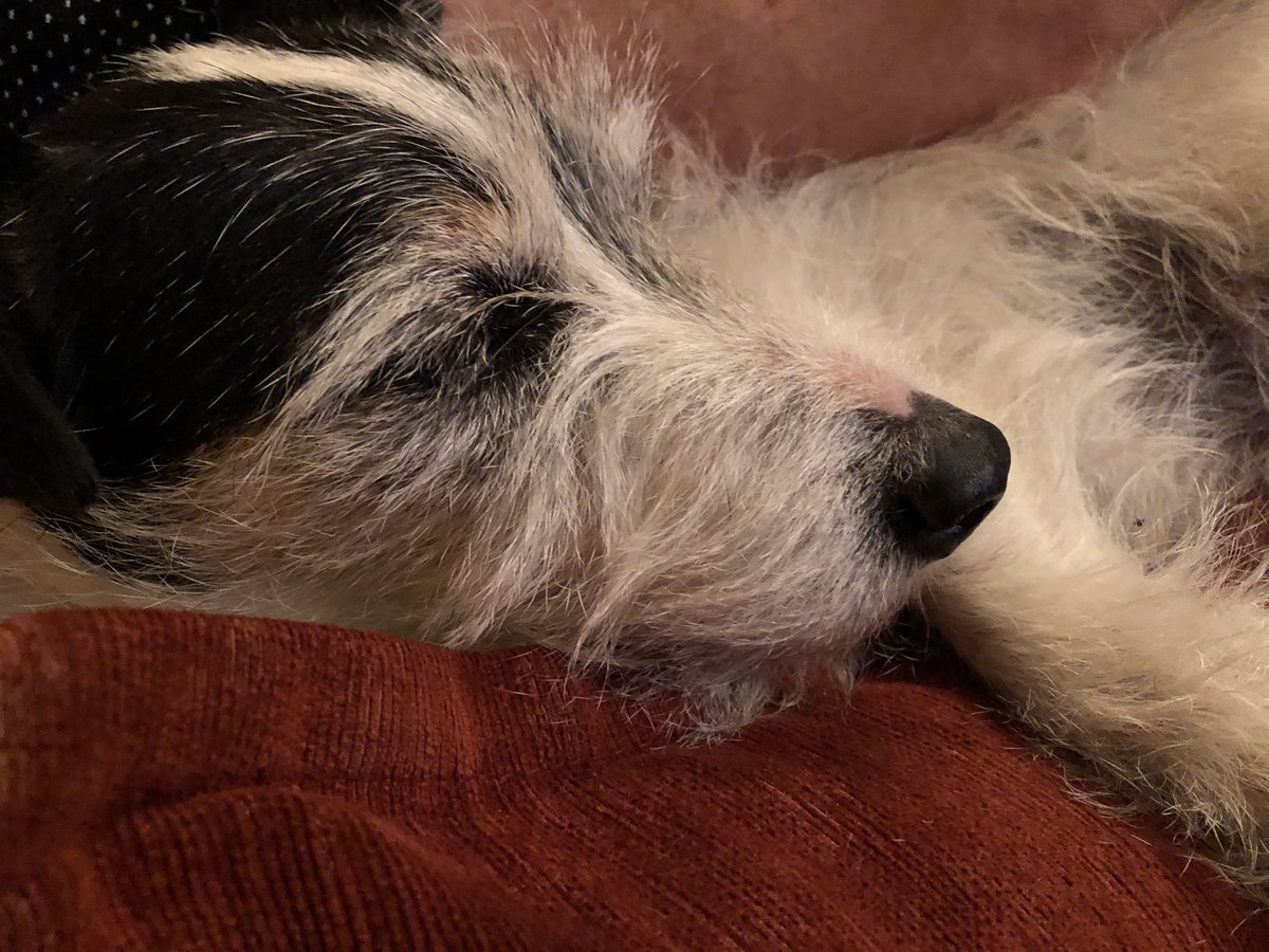 JC_Eventing's tweet photo. After a hard day there’s no better place to curl up than the sofa with your best mate🐶 #leisurerussell #jackrussell #sleepingdog #eventdog #hardlife https://t.co/CsmwRQU6vQ