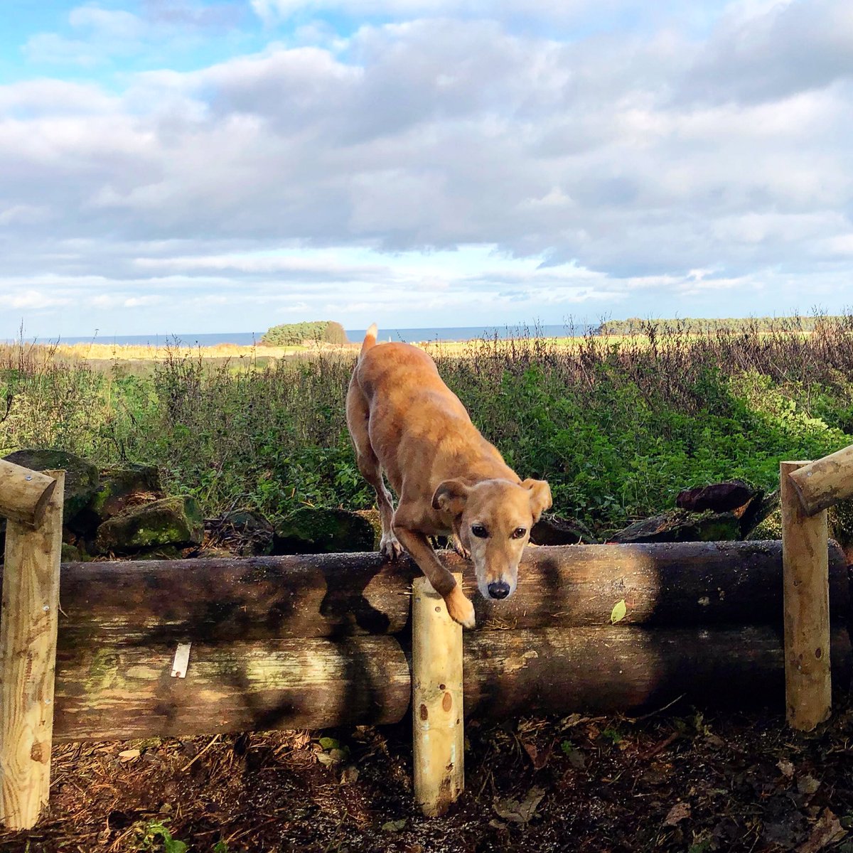 lurcherwork's tweet photo. #lurcher #dog #workingdogs #huntingdogs #sportingdogs #hunting #workinglurchers #lurcherwork #runningdogs #sighthounds #gazehounds #rabbitdogs #keephunting #newbuild #huntjump #timber #jump #equestrian #hunter #huntertrial #countryman #jumpbuilding #jumpbuilder https://t.co/nMbhOrk3Ch