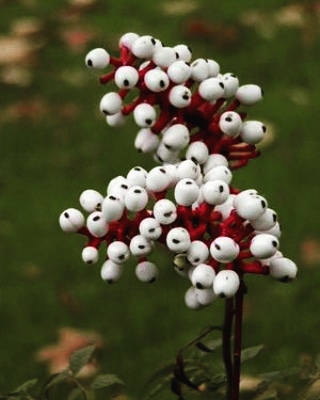 White Baneberry (Actaea Pachypoda) is a flowering plant found in the eastern part of North America. In early spring the plant appears quite normal. But as the season progresses the pretty flowers give way to small white berries each with a striking black pupil,