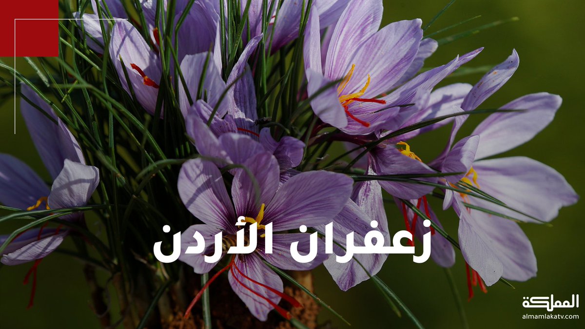 AlMamlakaTV's tweet photo. عادل صبح، صاحب مزرعة زعفران في #جرش، يقول إنها أول مزرعة للزعفران في #الأردن، ويبيع الغرام الواحد بـ 10 دنانير

#هنا_المملكة https://t.co/M2BL1hhGPL