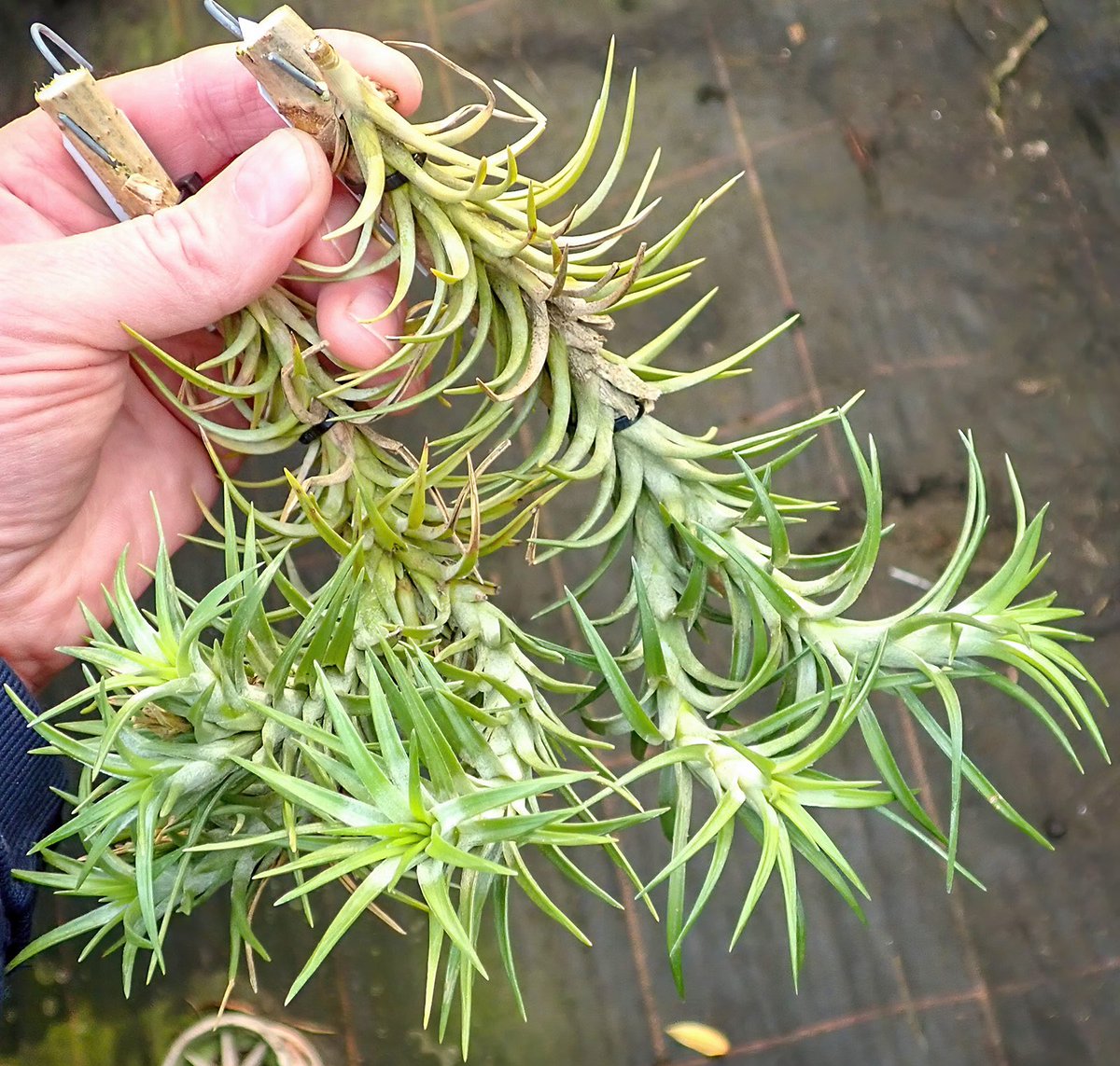 GroRaOrchideen's tweet photo. Tillandsia araujei 🌺🤍
.
.
.
.
.
.
.
.
#orchideen #orchids #orchideenliebe #orchidlover #tillandsia #tillandsialove #grossraeschenerorchideen #tillandsias https://t.co/INbmFNn6rk