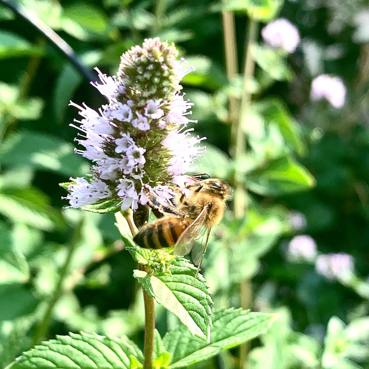 RaredanknessN's tweet photo. #tbt This little #bee doing his thing in my herb garden.  He really likes the mint. Powered by #raredanknessnutrients #raredankness #nutrients #fertilizer #plants #garden #herbs #veggie #veggiegarden #herbgarden #wheredoyouskunk https://t.co/bEUZq8J8Qq