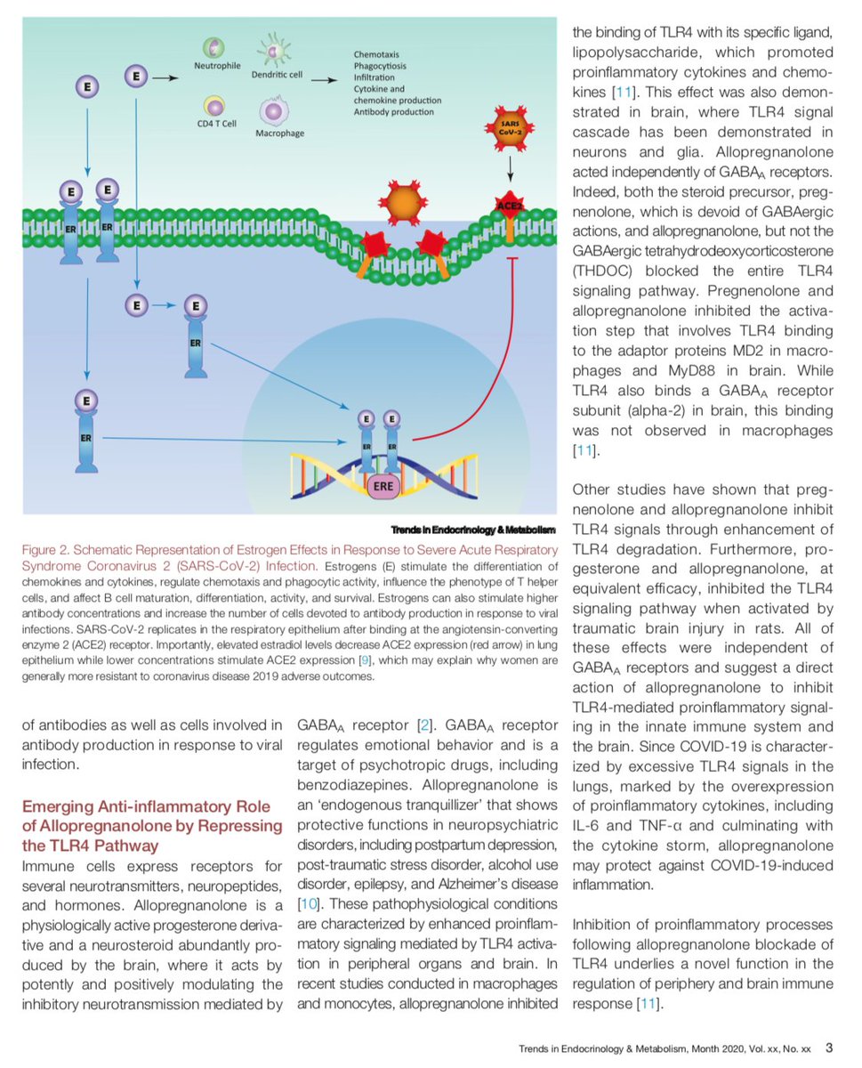 Interesting article in  @CellCellPress re  #COVID, sex hormones, and GABASex and COVID-19: A Protective Role for Reproductive Steroids https://www.cell.com/action/showPdf?pii=S1043-2760%2820%2930222-8 @VirusesImmunity  @ShelFarFar  @ericsongg