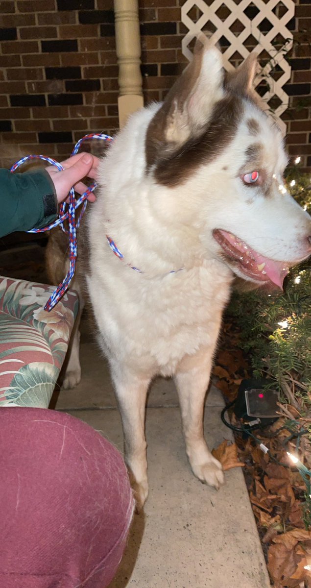 angiekravs's tweet photo. is anybody in the Livonia area looking for their dog? found without a tag or collar https://t.co/C0ep7LMBJV