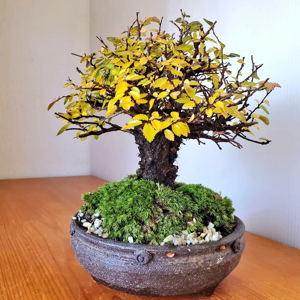 ニレケヤキ Twitter Search