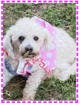 LorryLee4's tweet photo. @AnaMPerez1 @CGarza0930 @LaJoyaISDEdTech A4: We have been through many changes since I first began in 2001.  This has been the most challenging. Music… singing aloud (poor neighbors) &amp; this little girl helps. A simple leaf on her mouth makes me laugh and enjoy her unawareness.  #LJTECHi3 @LaJoyaISDEdTech @CGarza0930 https://t.co/DxrVVsQyef