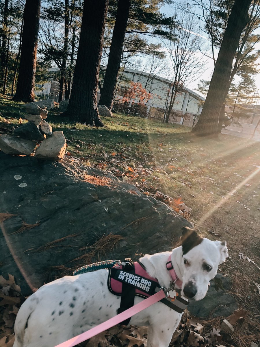 ToTheHeightsCTV's tweet photo. Happy international disabled person day :) little reminder that invisible disabilities are just as valid and can be so isolating ✌🏻and truly, you never know what crushing battles someone could be facing even when they look “healthy” 🐕‍🦺🐕‍🦺 #disabledisntabadword https://t.co/Pe8KMfrUAj
