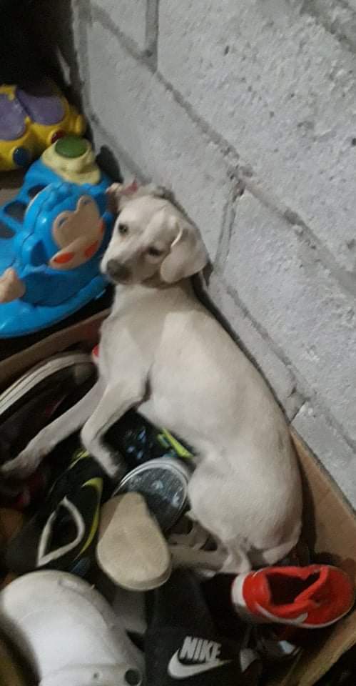 almanimalec's tweet photo. Este es el número de la persona solicitante➡️0968754963

Si alguien puede rescatarle, COMUNÍQUESE URGENTE https://t.co/ufWITYJuik