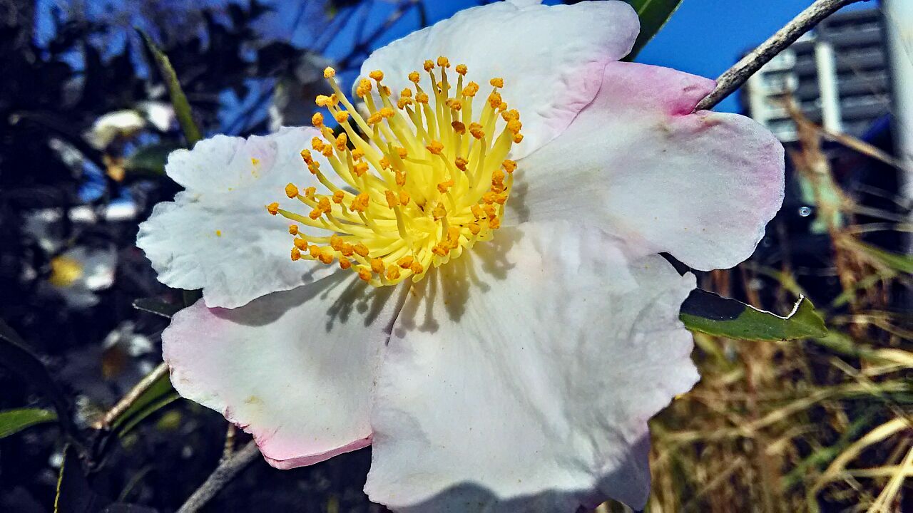 ひろ おはようございます 珍しいお花を発見しました 肥後山茶花 肥後椿は知っていたけれど 肥後山茶花って言うのもあるんだ あれ 調べたら ちゃんと肥後六花の中の一つでした 笑 肥後六花とは 肥後椿 肥後芍薬 肥後花菖蒲 肥後朝顔 肥後菊