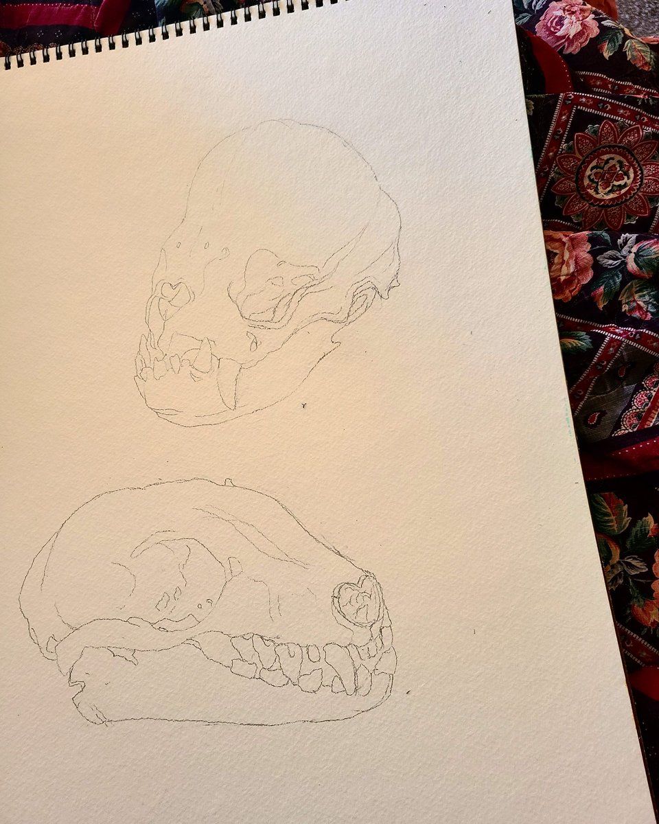 doggedbrows's tweet photo. Some bat skull sketches to practice some painting!
#TraditionalArt #Sketches #BatSkull https://t.co/EzRHAMscDD