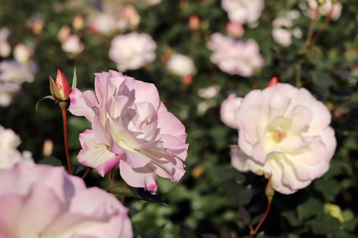 最も共有された マチルダ 花言葉 花の画像ストックのギャラリー