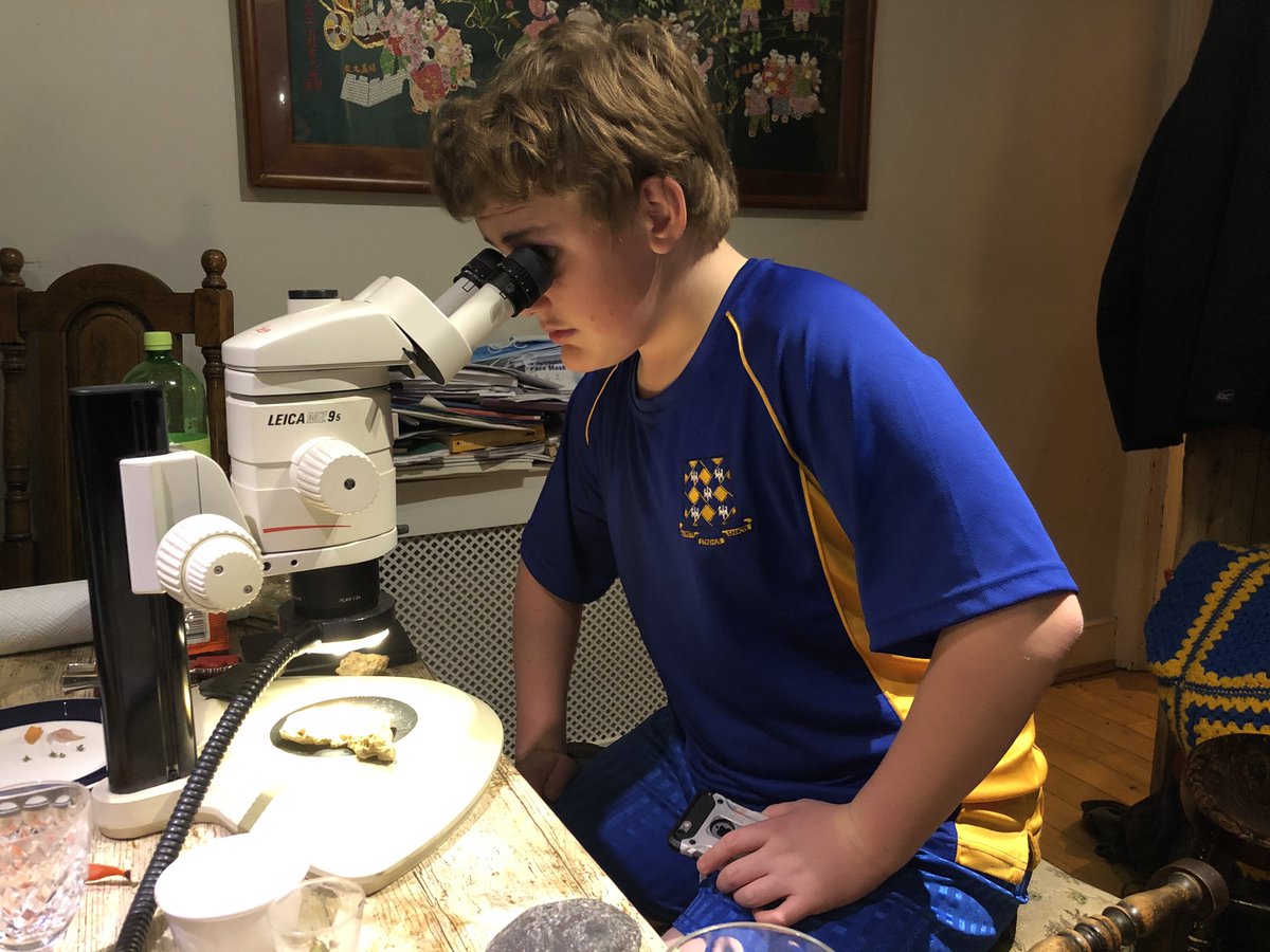 MarkSutton15's tweet photo. We've reached the stage of lockdown boredom where even @ingridk's son says "I want to see the graptolite" - although here he's looking at the Bryozoans. https://t.co/P1EGANYLgK