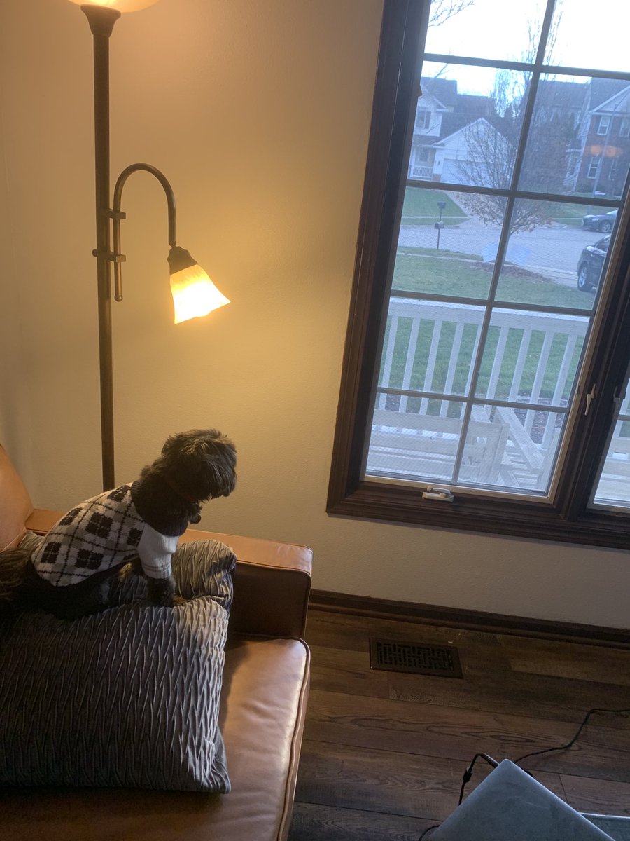 Patrick09184993's tweet photo. Every puppy dog needs to look through their window to discover their future! Even if they are wearing a tacky sweater! https://t.co/yAL4wKKd4e