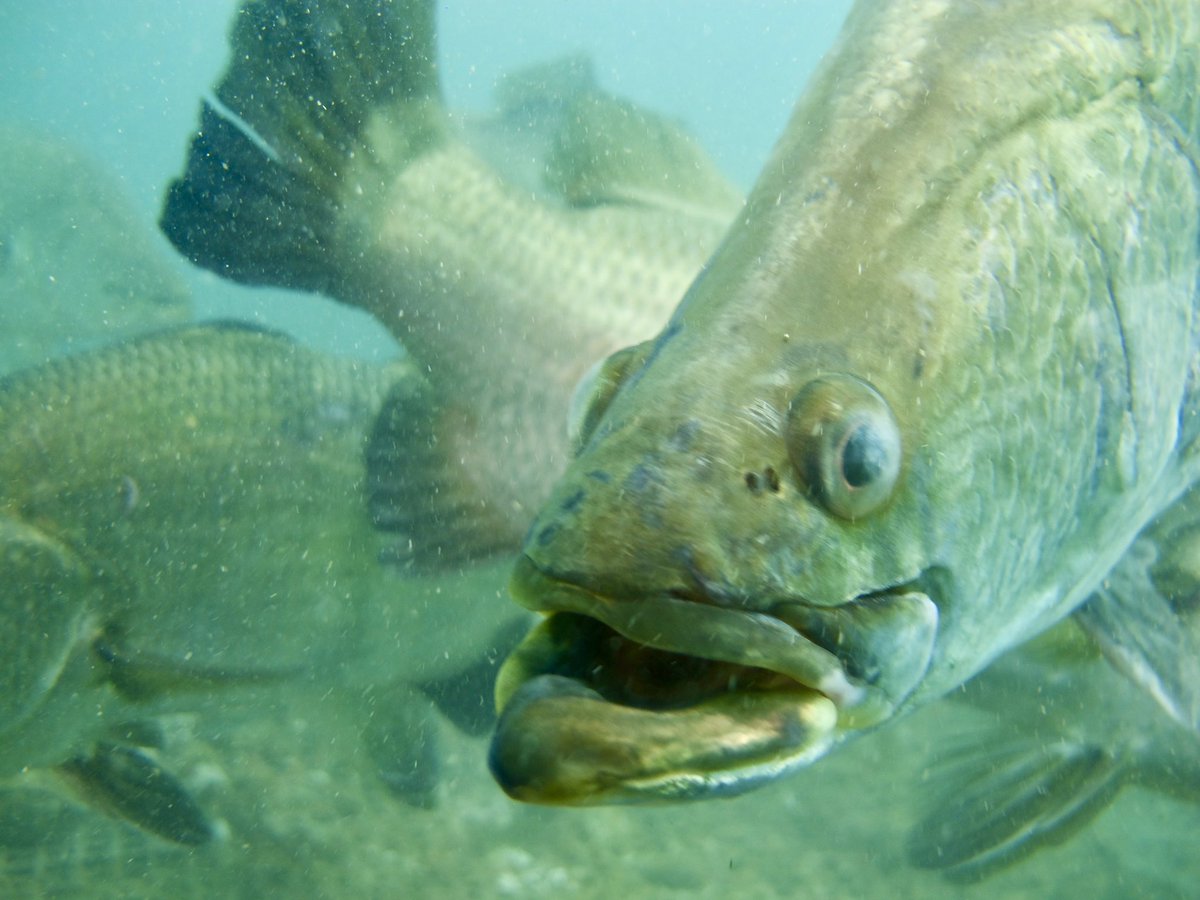 StephenBengSL's tweet photo. Dropped in at Singapore’s biggest barramundi farm. Hoping to welcome them as part of the @sgmarineparks #community soon. #ocean #environment #sustainability #fish #foodsecurity #inclusion #connection #SGUnited https://t.co/FOtHFFtR2M