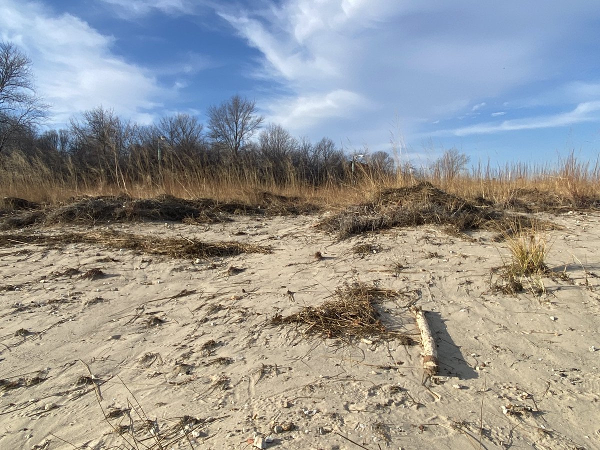 Some logs and branches are scattered in the nearby sands and grass … possibly beaver-gnawed?