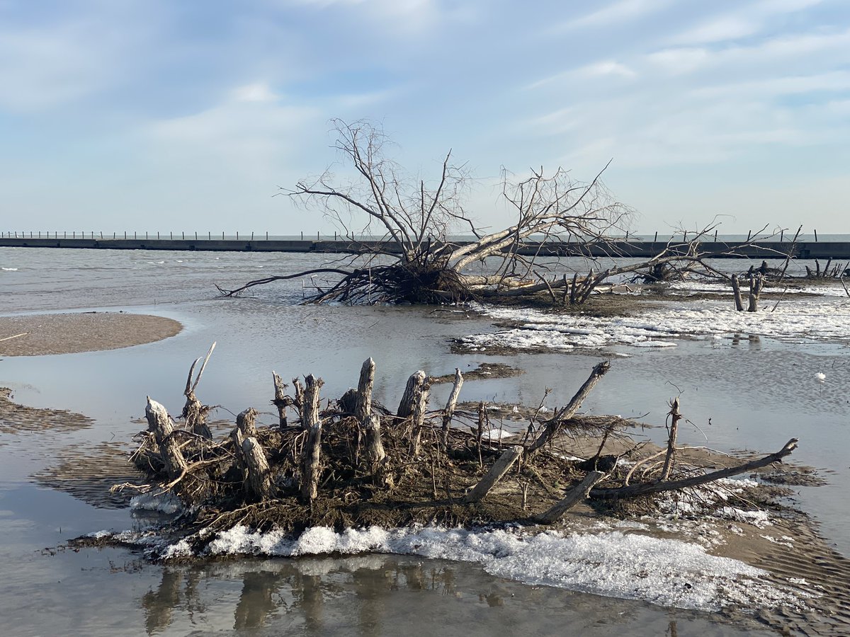 The water surely did some damage to those trees out by the lake’s edge — that’s not all beaver wreckage. Here’s a comparison of the trees on June 22 and today.