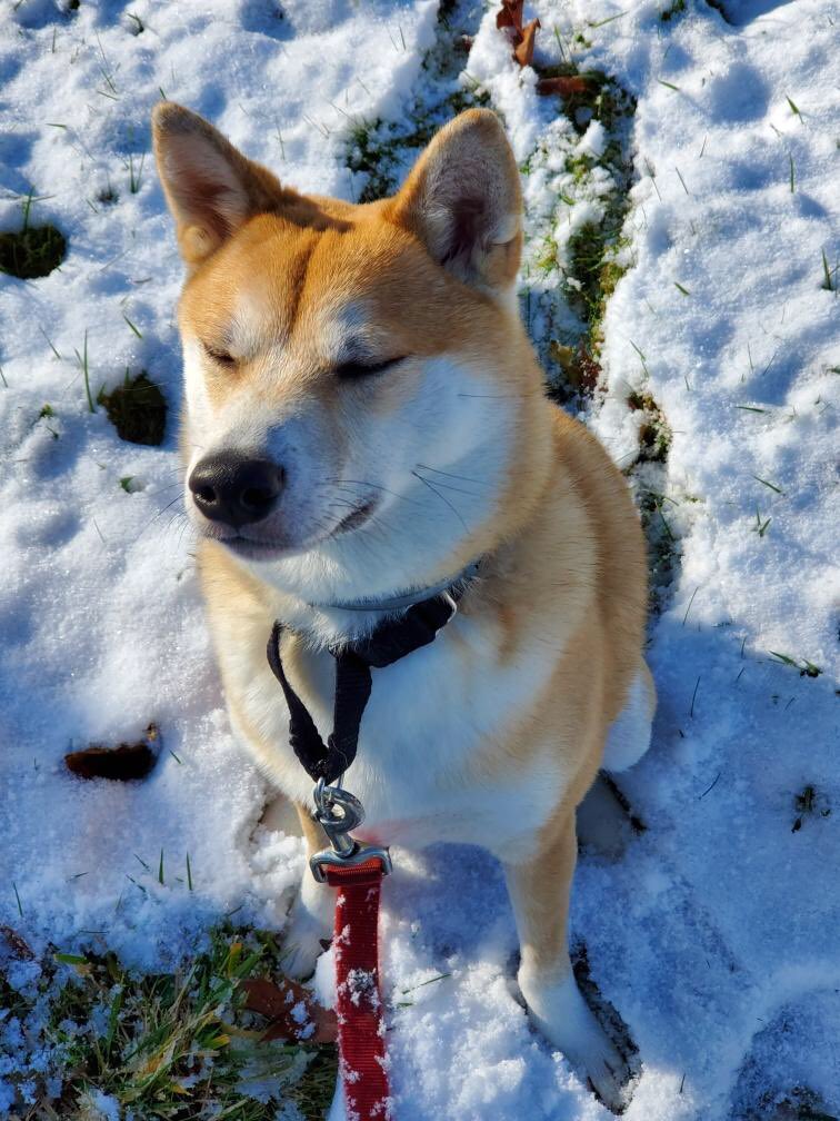 MaggieFrank09's tweet photo. Cho is enjoying the snow 🥰❄️ https://t.co/emL2AtvlQB