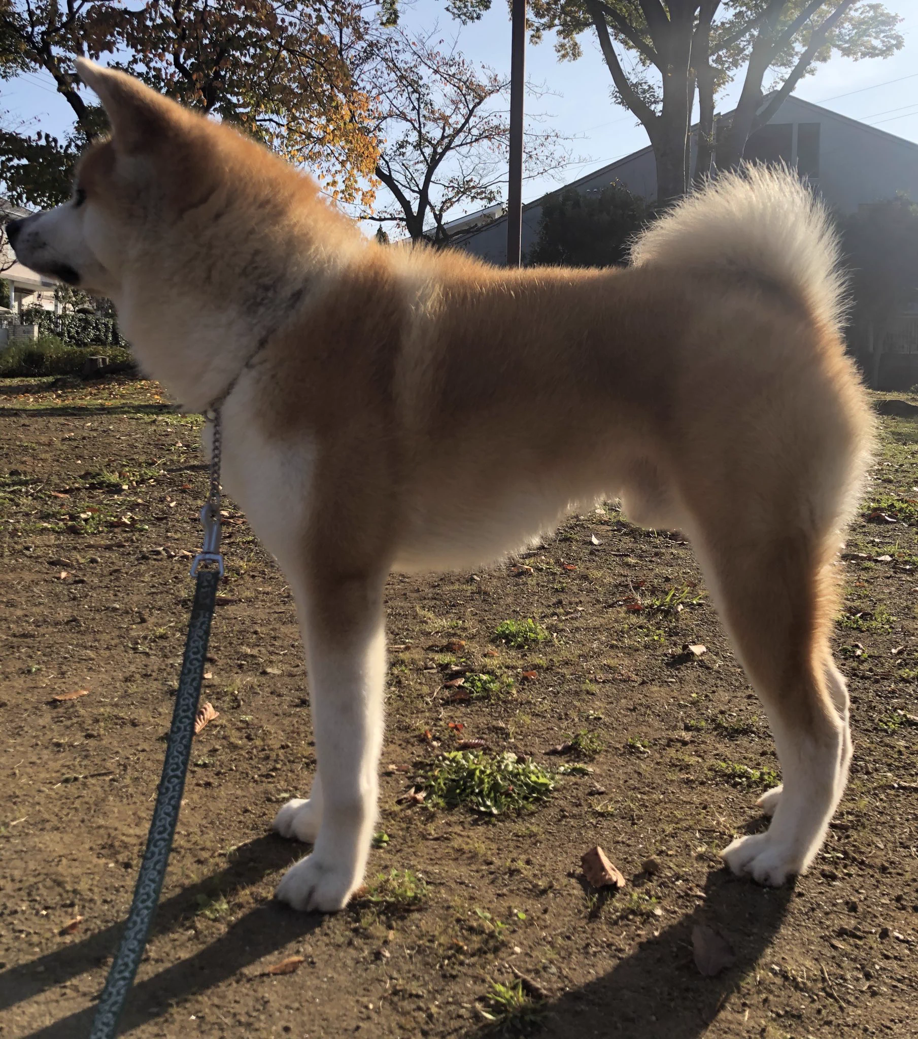 @ofjjbdGvEQyT9h2 初めまして！
秋田犬可愛いですよね🐶
うちのはまだまだお子様ですがお納め下さい… 
