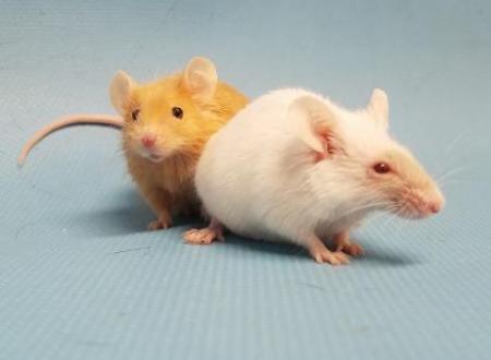 Animal Humane Society tweet media