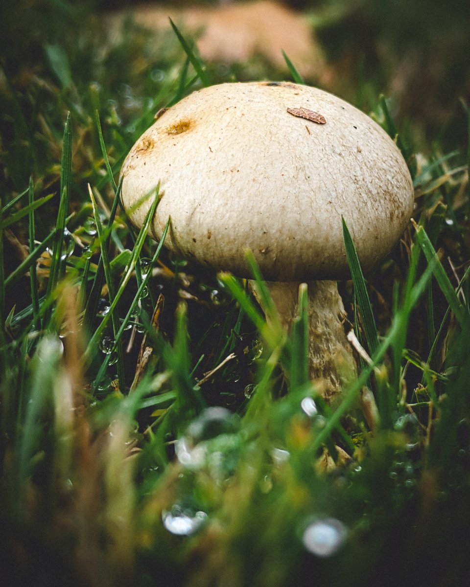 Badger, badger, badger, badger...
•
•
•
#mushrooms #fallvibes #fallphotography #badgermushroom #macrophotography #phonephotography #cellphonephotography #hiddenworlds #worldunseen #outdoorphotography #optoutside #fallweather #outdoors