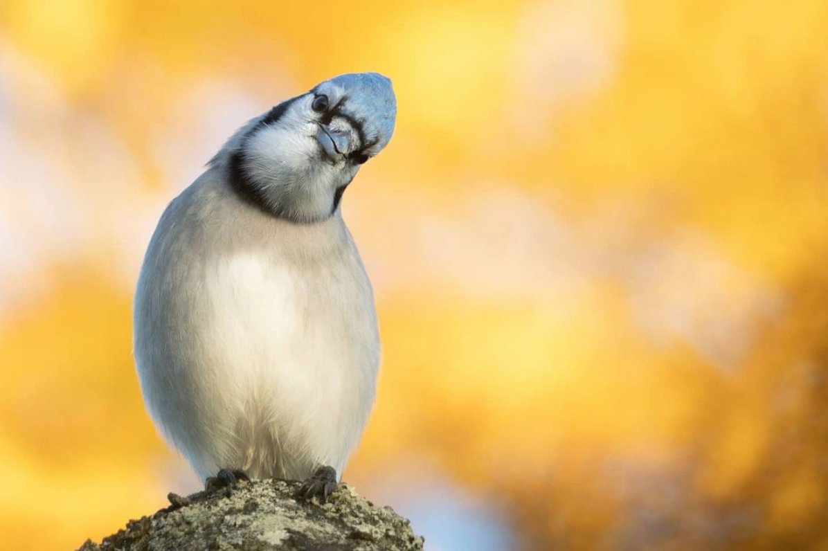 haveitallAV's tweet photo. Striking a pose for the camera. 
📸: @ghphotohfx

Best caption below wins! 😊

#AnnapolisValley #HaveitAllAV #NovaScotia #ValleyThings https://t.co/hSjgoJtWbo