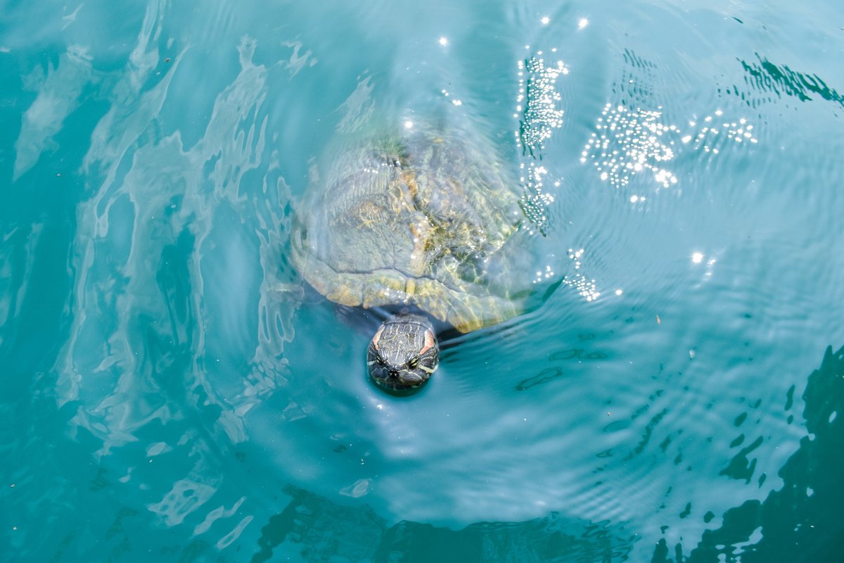 vector_eng's tweet image. Staff Spotlight: Meet Vector photographer and layout designer Sahana Balaji!🎉 
Sahana is a first year Mechanical Engineering major. She is originally from Houston, TX, and her favorite TV show is Gossip Girl. To learn more fun facts about Sahana, visit utvector.com/meet-our-staff