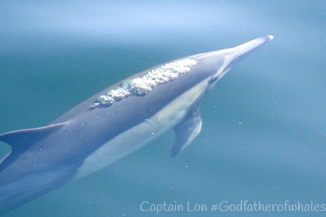 GodfatherofW's tweet photo. More pics of the thousands of Common Dolphin. https://t.co/2hG48RtVyY