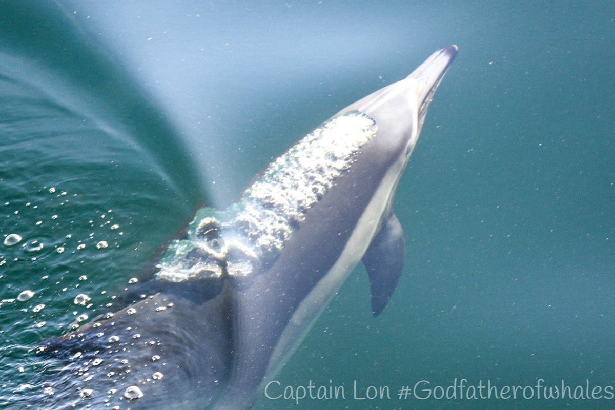 GodfatherofW's tweet photo. More pics of the thousands of Common Dolphin. https://t.co/2hG48RtVyY